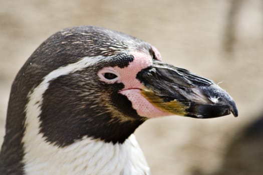 A portrait of a penguin