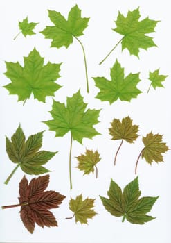 Fresh green leaves on white