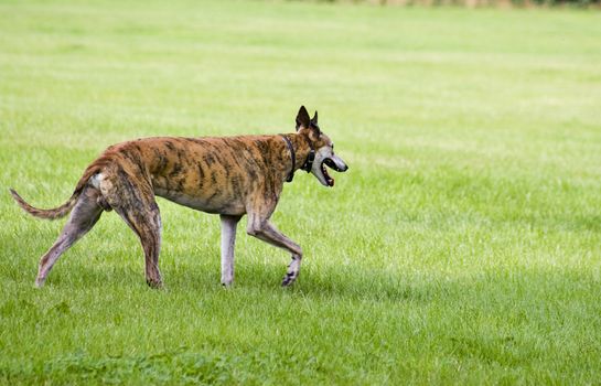 A greyhound at the moment he spots his prey