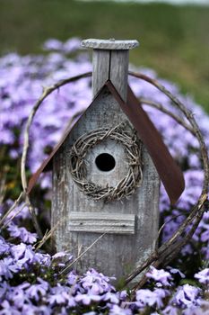 Weathered birdhouse in a bed of creeping phlox with shallow DOF