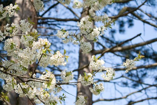 white blossom flowers