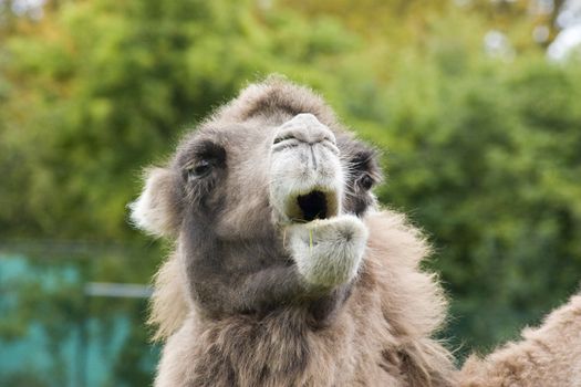 A close up of a camel's head