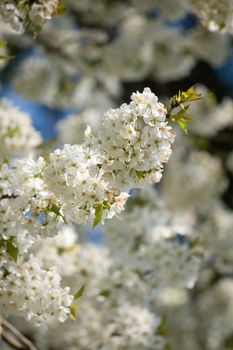 white blossom flowers