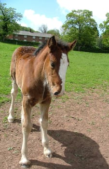 A very young shire foal