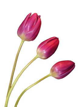 Three red tulips on white