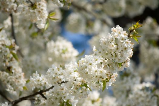 white blossom flowers