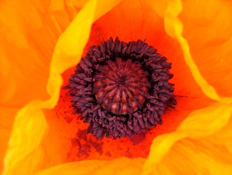 A macro of a red poppy