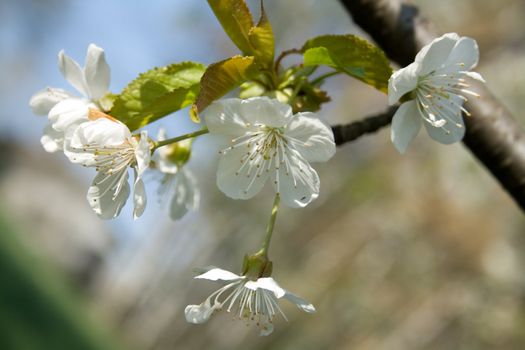 white blossom flowers