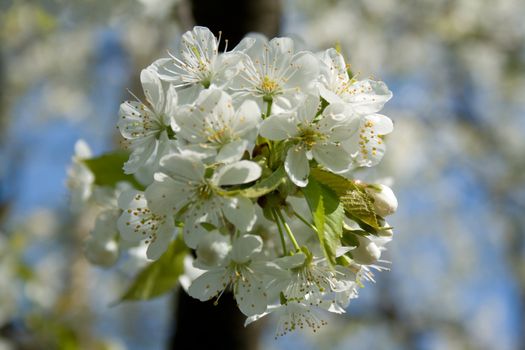 white blossom flowers