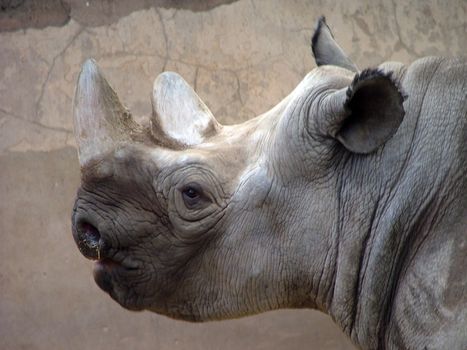 A rhino's head from the side