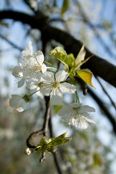 white blossom flowers