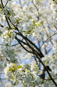 white blossom flowers