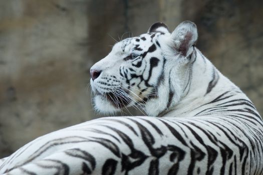 White bengal tiger resting in rocks