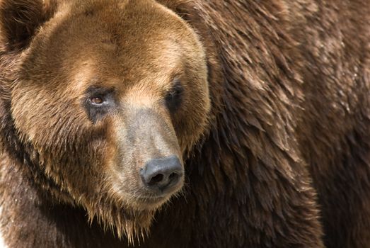 Giant brown bear