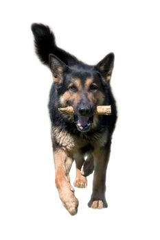 German shepherd running with stick, isolated white