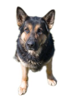 German shepherd sitting, isolated white