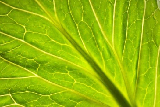 A macro of a large leaf