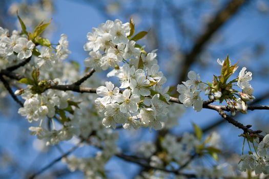 white blossom flowers