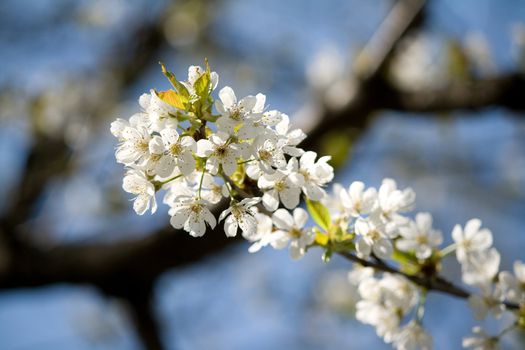 white blossom flowers