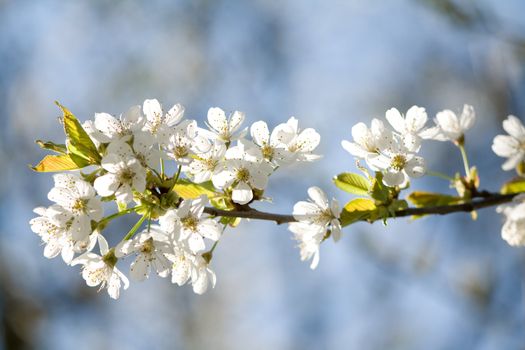 white blossom flowers