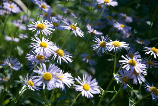 Pretty blue garden camomiles