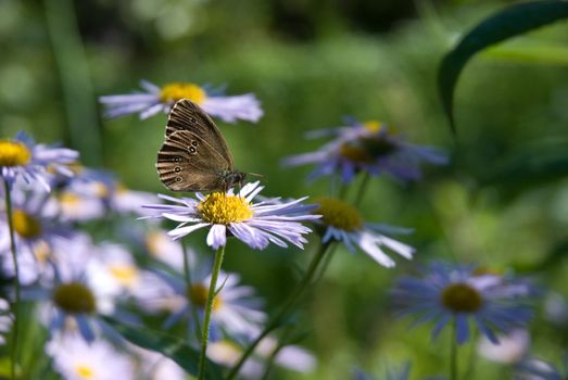 Wonderful butterfly sitting on a blue camomile