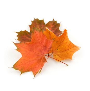 Autumn maple leaves, isolated white