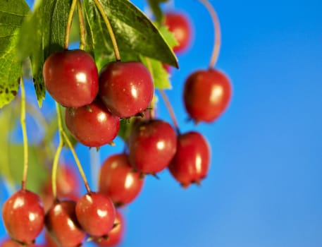 Rowan berries in the fall