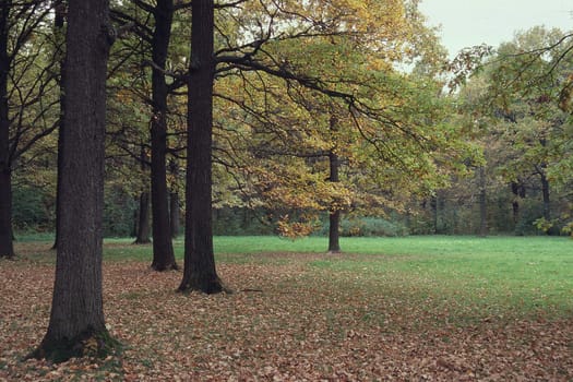 Yellow trees in autumn park