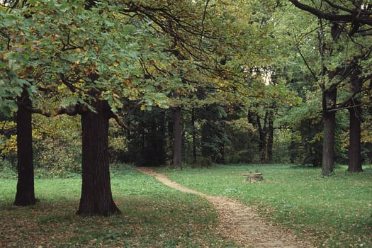 Yellow-green trees in park