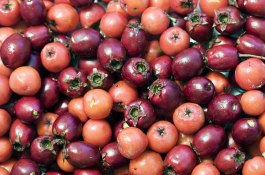 Autumn berries in the fall