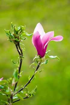 beautiful magnolia flower blooming in the sunshine