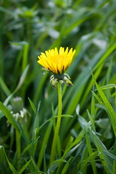 yellow dandelion flower in green grass