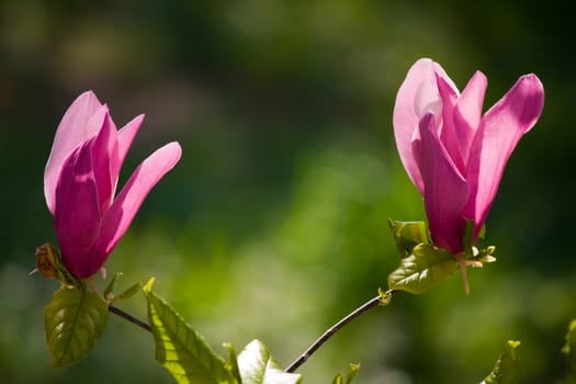 beautiful magnolia flowers blooming in the sunshine