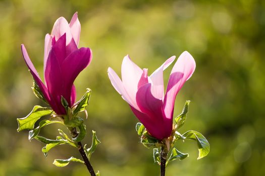 beautiful magnolia flowers blooming in the sunshine
