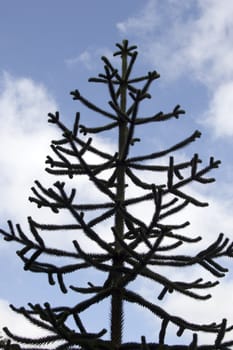 A monkey puzzle tree in silhouette