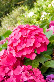 A hydrangea flower in close up.