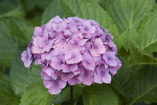 A large hydrangea flower growing on the bush