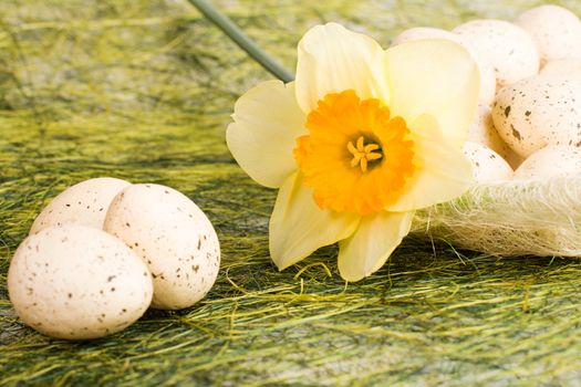 Full basket with decorated speckled easter eggs and daffodil