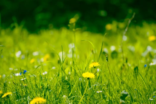 yellow dandelions in green grass