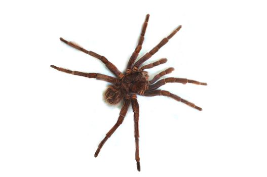 Tarantula on white