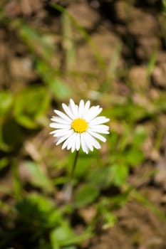 daisy flower blooming in the sunshine