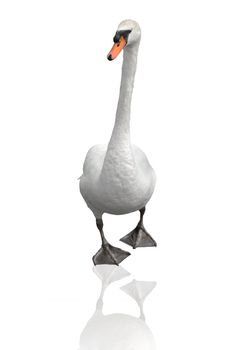 Swan isolated on white