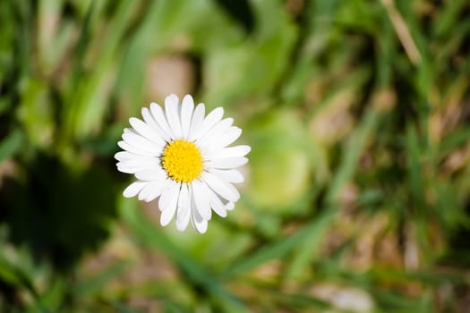 daisy flower blooming in the sunshine