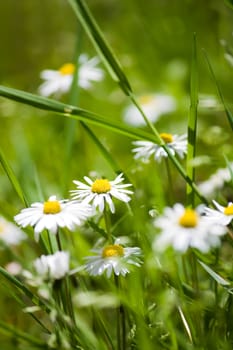 beautiful daisy flowers blooming in the sunshine