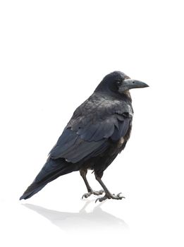 Isolated Crow on white background