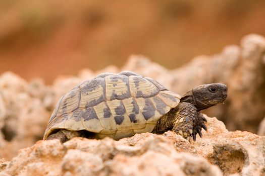 turtle on a rock