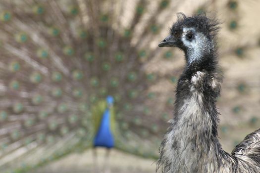 A scruffy emu looking at a strutting peacock in the background