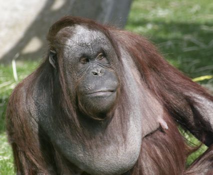 A female orang utan
