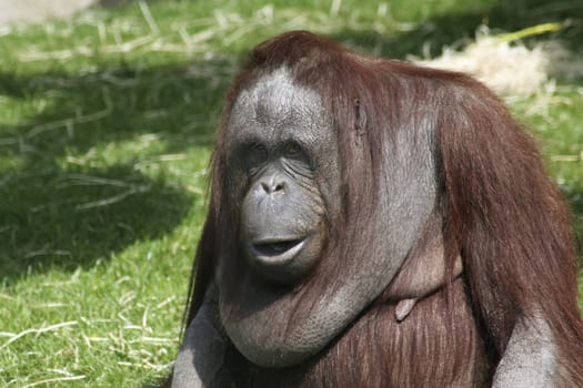 A large female orang utan